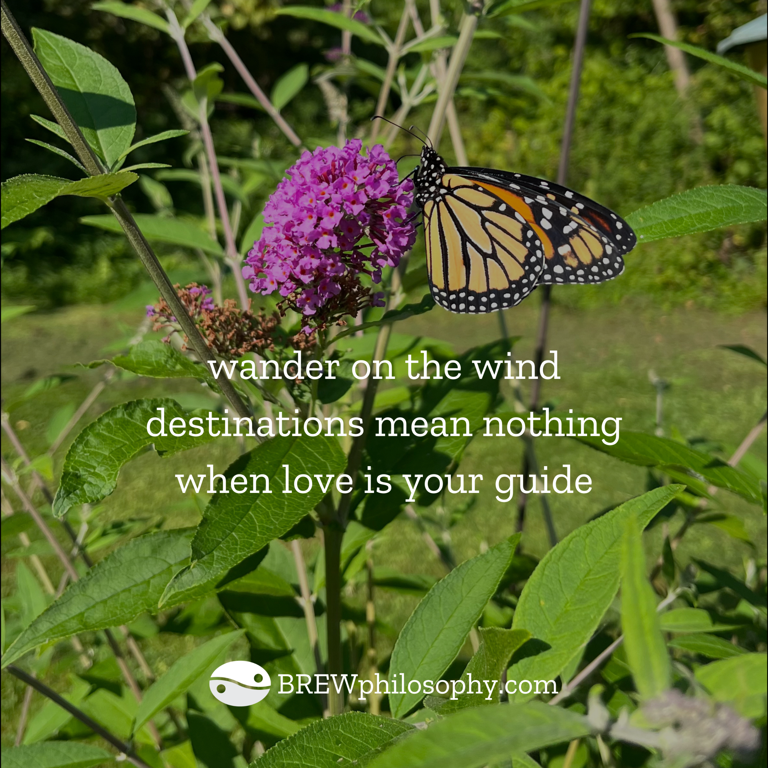 Brew Philosophy Brew Haiku 26